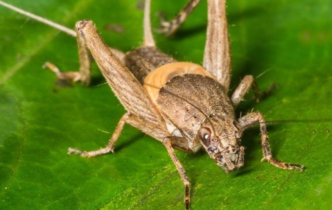cricket on a leaf