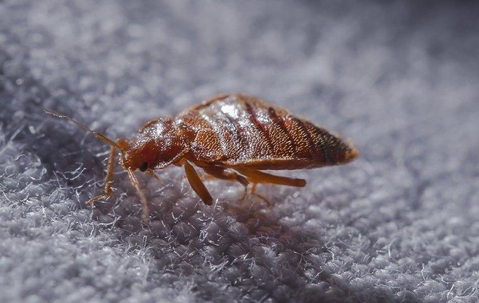 bed bug on a mattress