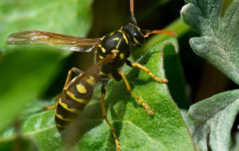wasp on a leaf