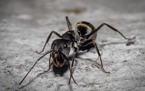 close up of a carpenter ant on the ground