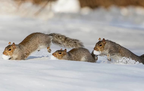 squirrels running in snow