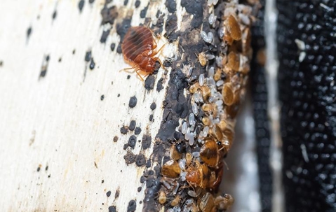 bed bugs on a dirty wooden board
