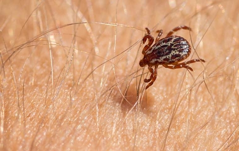 tick crawling on human hair