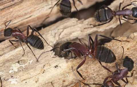 carpenter ant crawling on tree bark