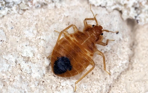 close up of a bed bug