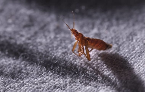 bed bug on a mattress