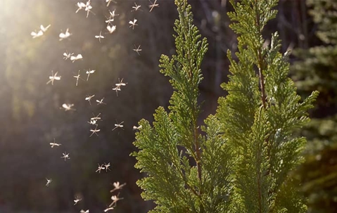 mosquitoes flying away from plant tree
