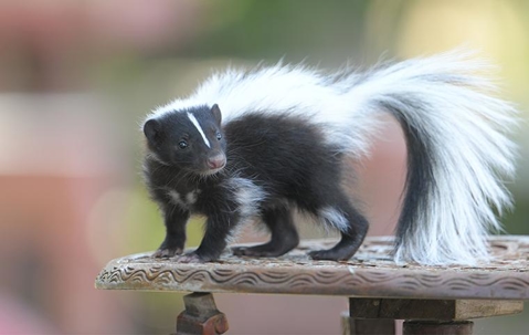 skunk on a stand outside