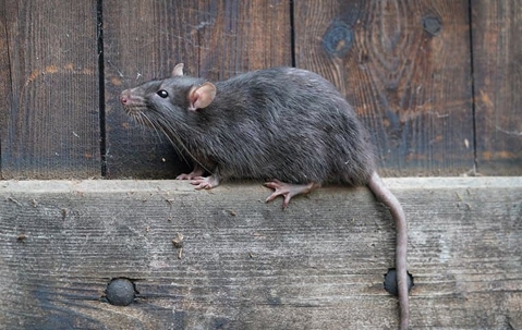 rat on a wooden fence