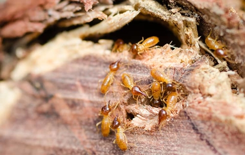 termites on the ground outside