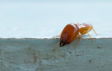 termite on the edge of a wooden board