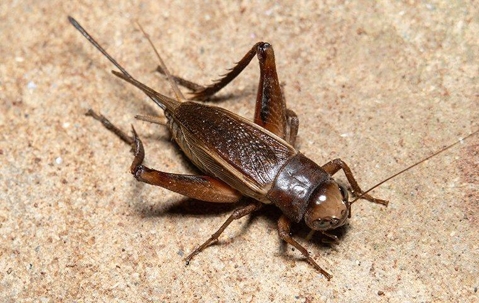 up close of a cricket
