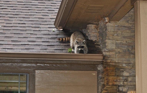 raccoon on a roof of a house