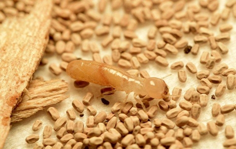 termite up close