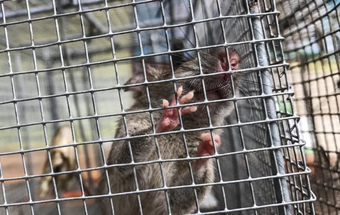 rat in a cage