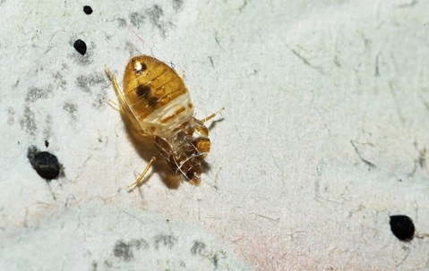 bed bug on the floor