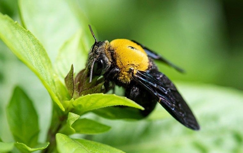 ground bee on a leaf