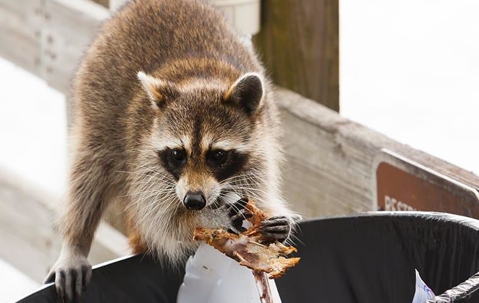 raccoon digging through a garbage bin