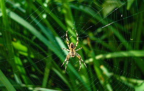 house spider caught in a spider web