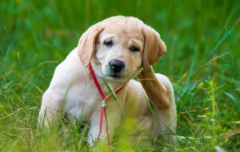 puppy scratching the back of it's head