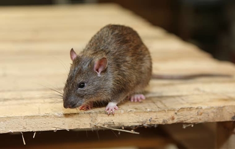 rat on a wooden board