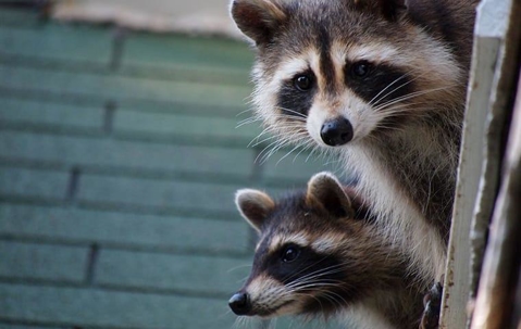 close up of 2 raccoons