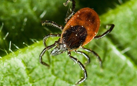 tick on a hairy leaf