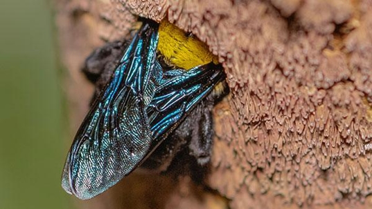 carpenter bee on a wooden surface