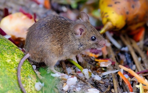 mouse next to fruit on the ground outside