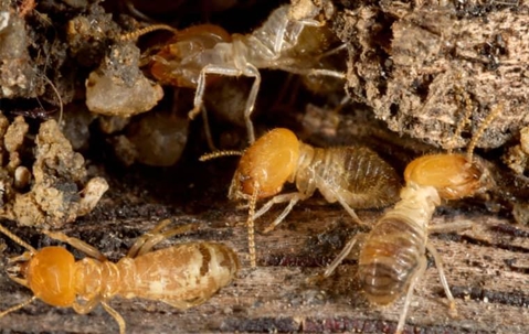 termites crawling outside