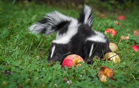 2 skunks around an apple on the ground outside