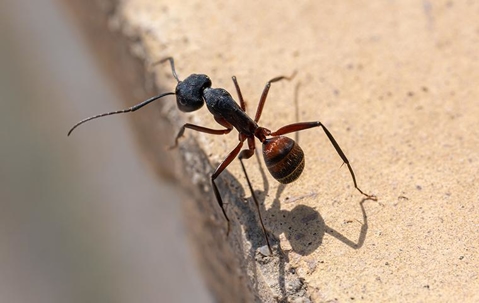 ant on stone