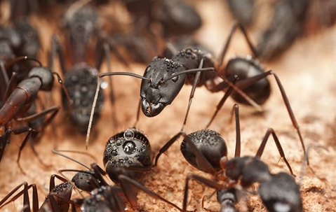 group of carpenter ants