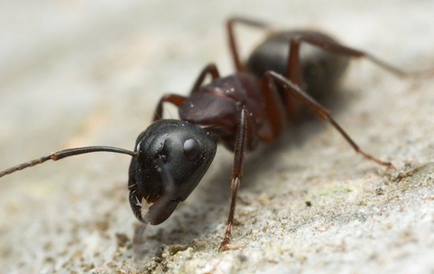 ant on the ground outside