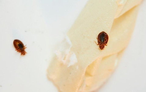 Bed Bug Removal