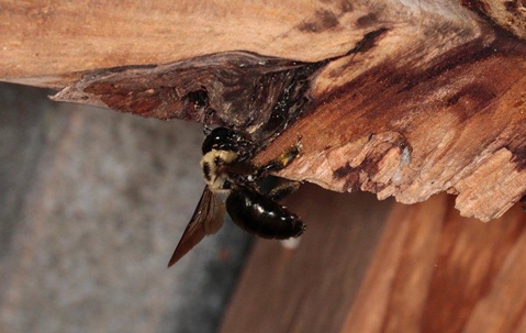 bee on a piece of broken wood