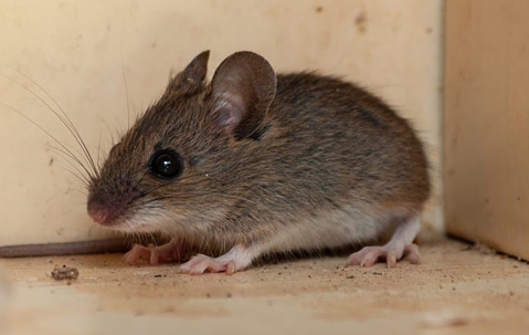 mouse standing in the corner of a room