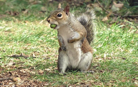 squirrel on the grass outside