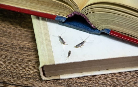 silverfish on a book cover