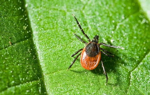 black-legged deer tick on a leaf