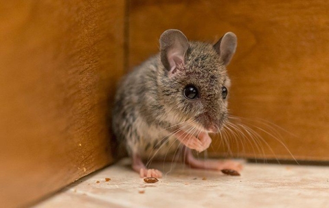rat in the corner of a room