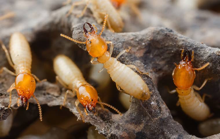 Termites