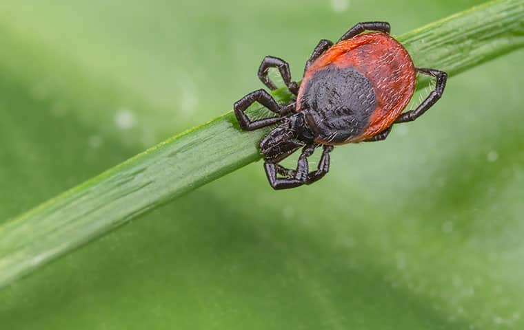 Ticks